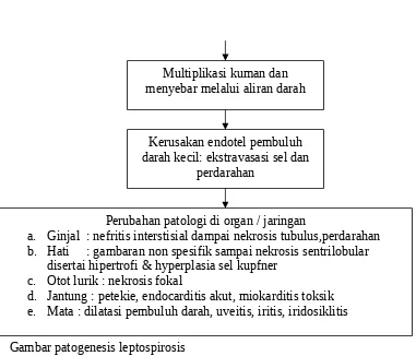 Gambar patogenesis leptospirosis 