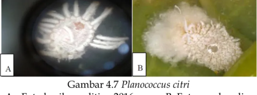 Gambar 4.7 Planococcus citri 