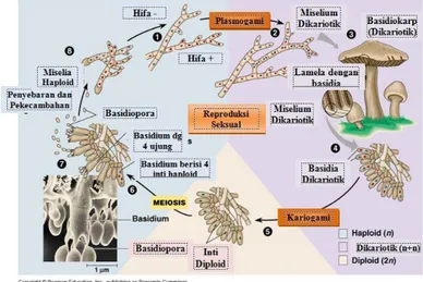 Gambar 2.2 Daur Hidup Basidiomycetes  (www.portal-ilmu.com)  A.  Ordo Hymenomycetales 