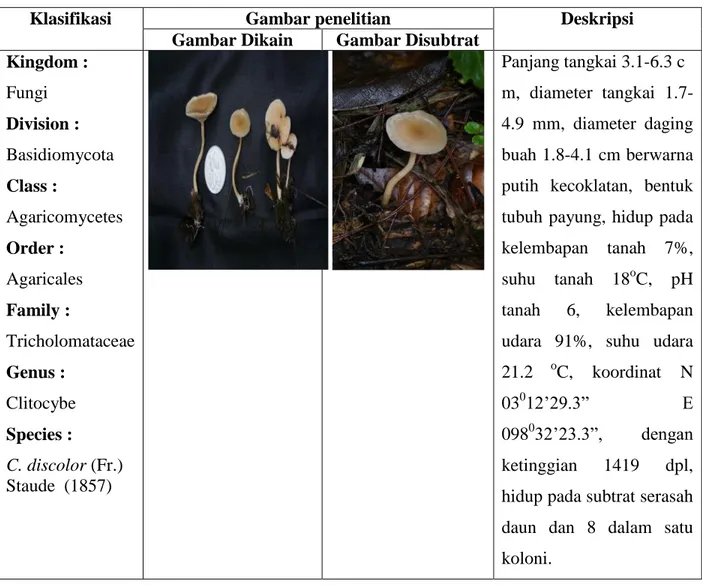 Gambar Dikain  Gambar Disubtrat  Kingdom :  Fungi  Division :  Basidiomycota  Class :  Agaricomycetes  Order :  Agaricales  Family :  Tricholomataceae  Genus :  Clitocybe  Species :  C