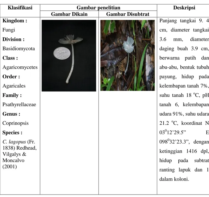 Gambar Dikain  Gambar Disubtrat  Kingdom :  Fungi  Division :  Basidiomycota  Class :  Agaricomycetes  Order :  Agaricales  Family :  Psathyrellaceae  Genus :  Coprinopsis  Species :  C