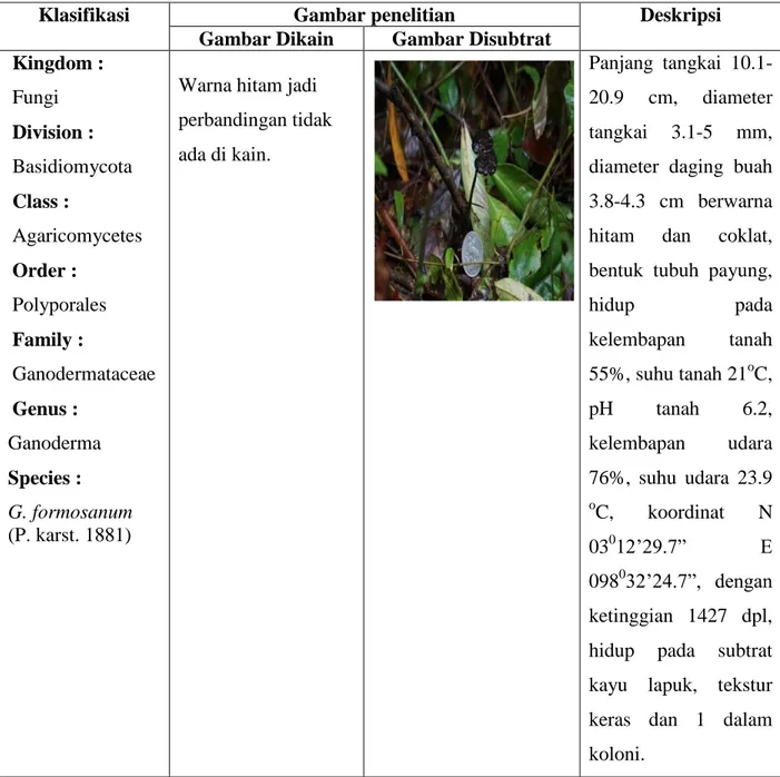 Gambar 4 Ganoderma formosanum  (Sumber: Dukumentasi Pribadi) 