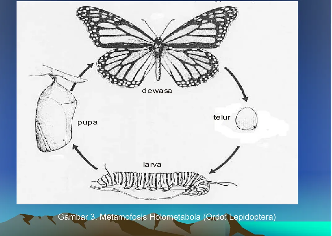 Gambar 3. Metamofosis Holometabola (Ordo: Lepidoptera)