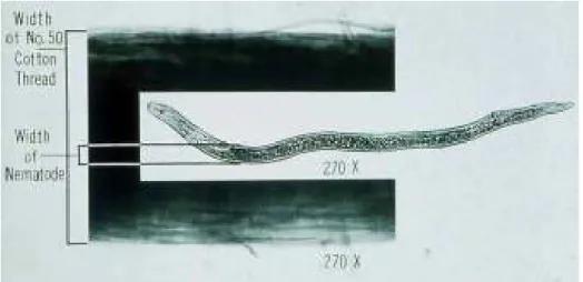 Figure 2. Diagram of a typical plant-parasitic nematode.