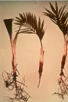 Figure 1. Rotting palm roots resulting  from infection with migratory
