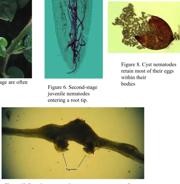 Figure 7. Root tissue pulled-back to  reveal a swollen root-knot