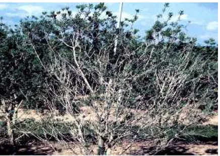 Figure 11. A bottlebrush being damaged by root-knot  nematodes. Notice the thin canopy compared to the  healthy plants behind it.