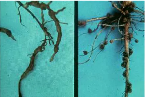 Figure 25. Abbreviated “stubby-root” symptoms resulting  from damage caused by ectoparasitic nematodes