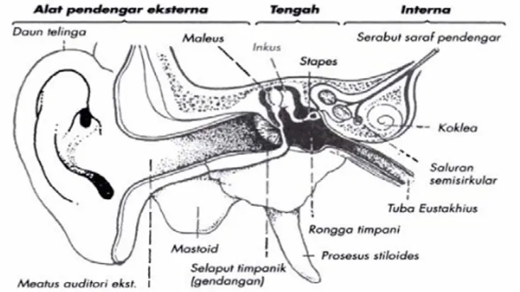 Gambar D.1 Anatomi Telinga 