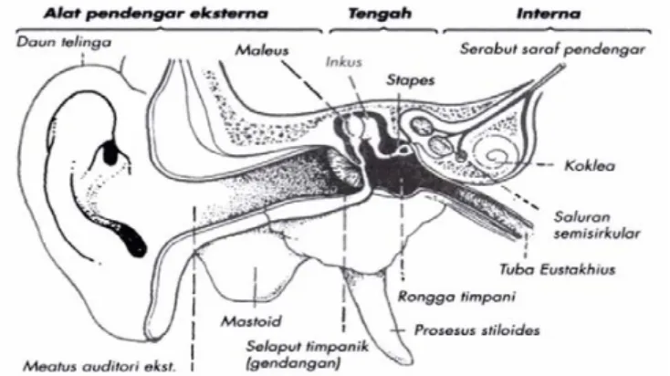 Gambar D.1 Anatomi Telinga 