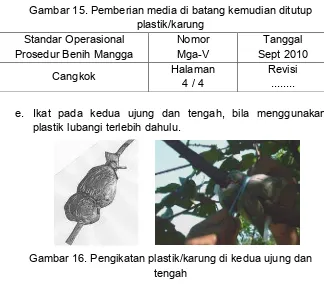 Gambar 15. Pemberian media di batang kemudian ditutup 