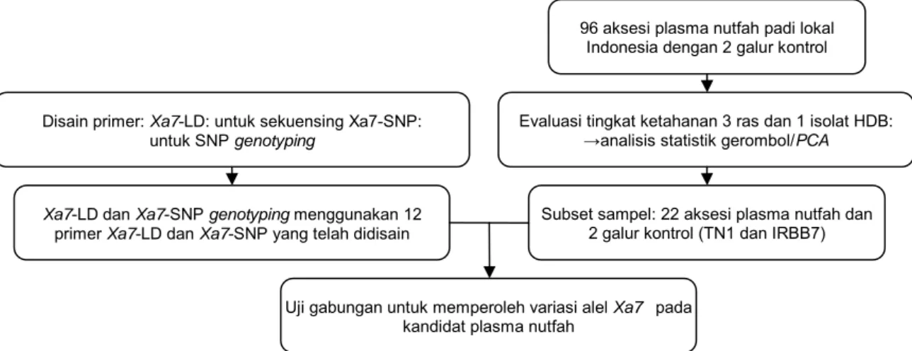 Gambar 2.  Diagram alur tahapan penelitian pencarian alel gen ketahanan terhadap penyakit HDB, Xa7