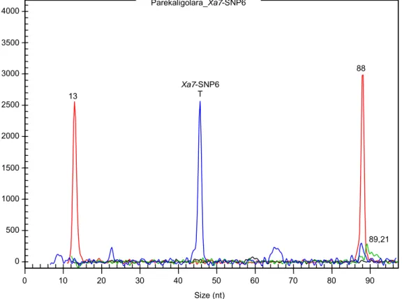 Gambar 3.  Genotipe salah satu sampel Parekaligolara dengan primer Xa7-SNP6. Pada lokus Xa7-SNP6, pada posisi  basa ke-47 mempunyai basa nuklotida T (Timin) (warna biru)