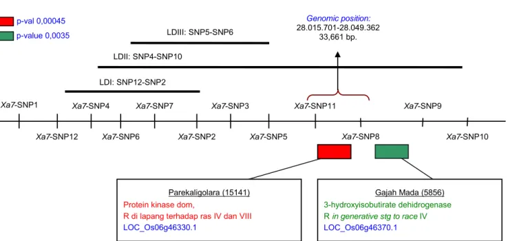 Gambar 4.  Analisis gabungan (association test) antara Xa7-SNP  genotyping dengan data phenotyping tingkat ketahanan terhadap penyakit  HDB, menggunakan ras III, IV, dan VIII, hasil pengujian di rumah kaca dan lapang