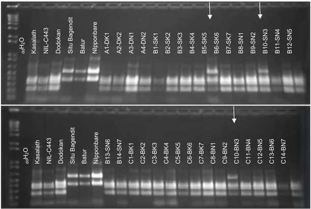 Gambar 1.   Hasil amplifikasi galur-galur Pup1 menggunakan marka spesifik Kas20í2 yang telah dipotong dengan enzim restriksi 