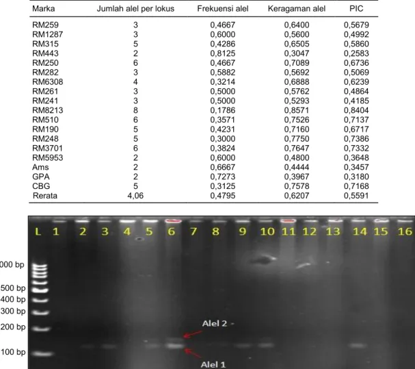 Gambar 1.  Produk PCR dengan marka RM443 pada enam belas plasma nutfah padi. L = 1 kb DNA ladder, 1 = Bandang Si Gadis, 2 = Jadul,        
