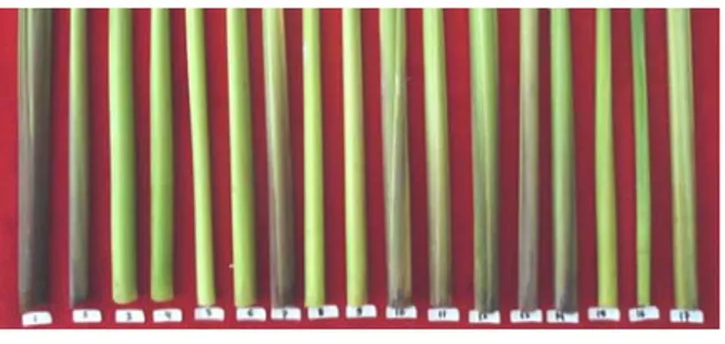 Gambar 3. Variasi warna lidah daun, warna telinga  daun, dan warna leher daun (A= warna putih/ tidak berwarna, B= ungu)