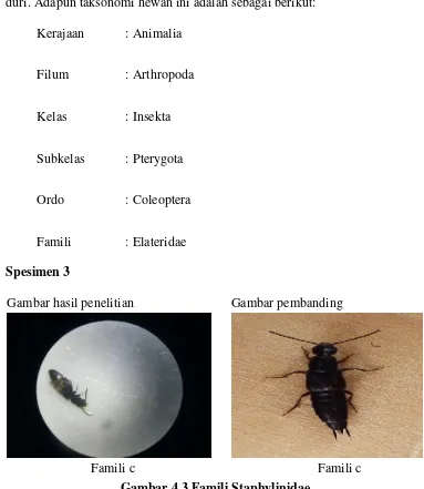 Gambar 4.3 Famili Staphylinidae 