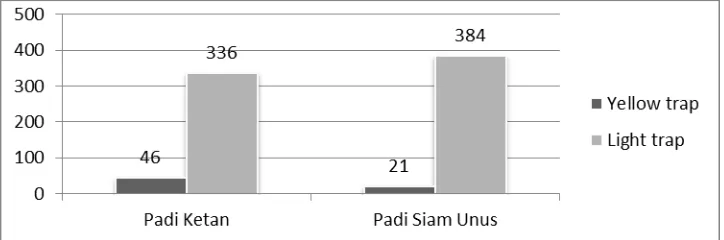 Gambar 5.3  Diagram Batang Jumlah Individu Serangga Pada Lahan Padi Ketan dan Siam Unus