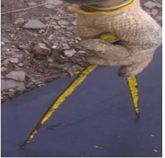 Gambar 2.9 Jangka pegas 