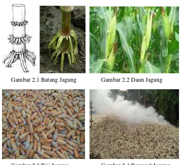 Gambar 2.4 Bonggol Jagung 