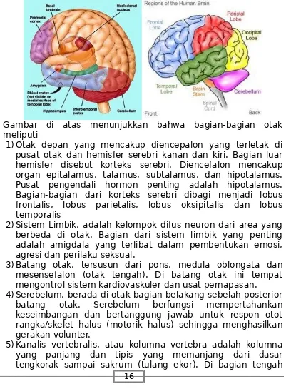 Gambar  di  atas  menunjukkan  bahwa  bagian-bagian  otak