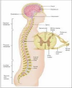 Gambar : Otak, Medula Spinalis