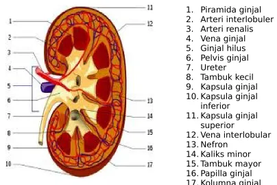 Gambar : Sistem Urinaria