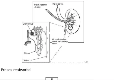 Gambar : Proses Filtrasi Glomerulus