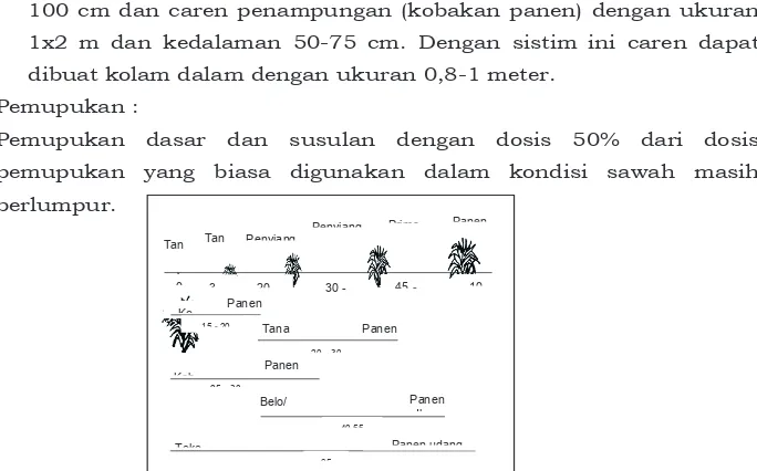 Gambar 8. Jadwal tanam ikan pada budidaya mina padi sesuai ukuran ikan dan lama pemeliharaan 