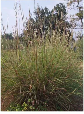 Gambar 4. Panicum maximum cv. Natsukaze 