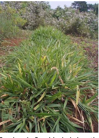 Gambar 7. Paspalum atratum 