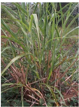 Gambar 9. Caliandra calothyrsus 