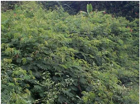 Gambar 10. Calliandra c. cv. Sanramon 