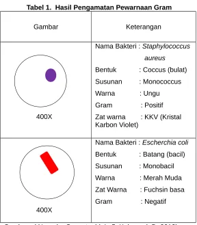 Tabel 1.  Hasil Pengamatan Pewarnaan Gram