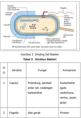 Gambar 2. Dinding Sel Bakteri