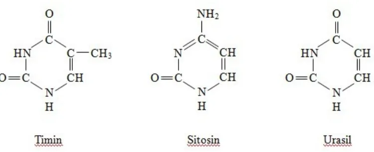 Gambar 2.4 Struktur kimia dari ketiga jenis basa nitrogen pirimidin