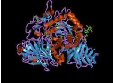 Gambar 5. Struktur Glukoamilase