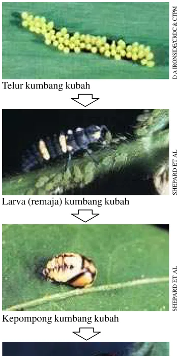 gambar di sebelah kanan).