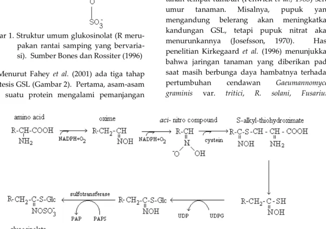 Gambar 2. Biosintesis glukosinolat (Diadaptasi dari Glendening dan Poulton, 1988; Halkier dan Du, 1997)