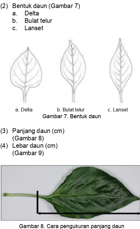 Gambar 8. Cara pengukuran panjang daun