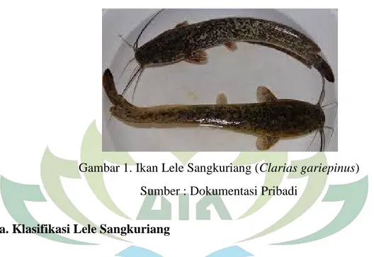 Gambar 1. Ikan Lele Sangkuriang (Clarias gariepinus) Sumber : Dokumentasi Pribadi