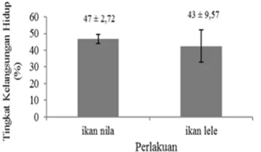 Gambar 4 Tingkat kelangsungan hidup ikan nila dan ikan lele sangkuriang selama penelitian