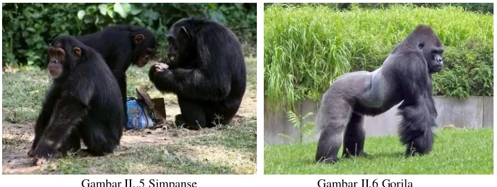 Gambar II..5 Simpanse 