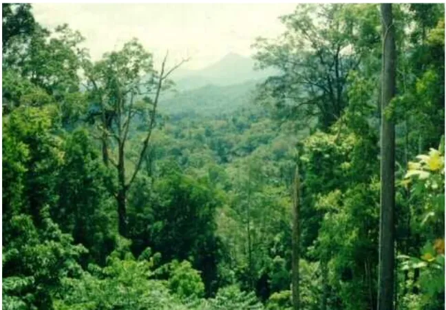Gambar II.10 Hutan hujan Tropis 