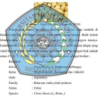 Gambar 1. Jeruk Lemon (Trisnawati, 2018) 