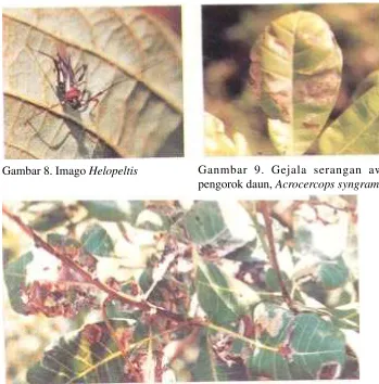 Gambar 8. Imago Helopeltis