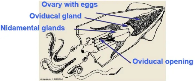 Gambar 7.  Organ Reproduksi sperma.  Ovari  terdapat  di  atas  dinding    di  belakang  rongga  Tumbuh mengarah ke bawah, cabang dan anak cabang, dan ujung dari masing-masingranting  ovum terbentuk dari kumpulan sel 