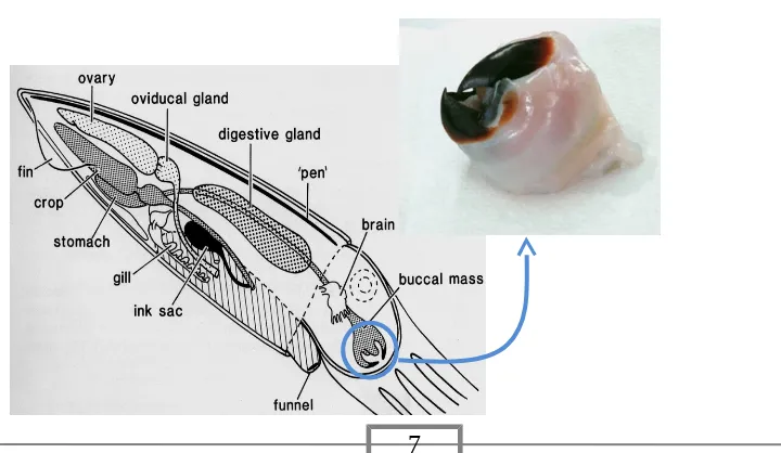 Gambar 2.  Anatomi Cumi-Cumi (Loligo spp)