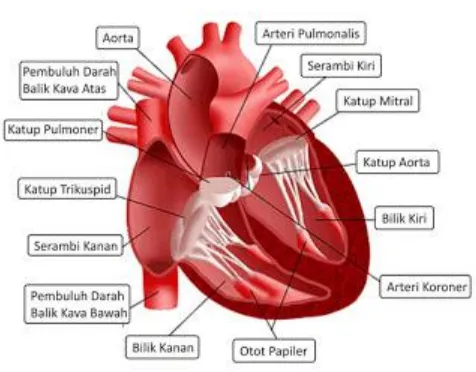Gambar 2.1. Skema Jantung Manusia 